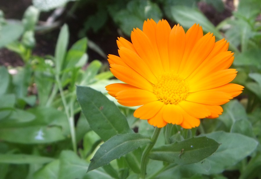 aceite calendula