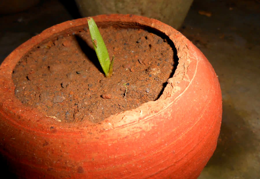 Lavadora Aloe Vera