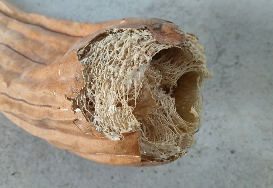 Esponja Vegetal Baño