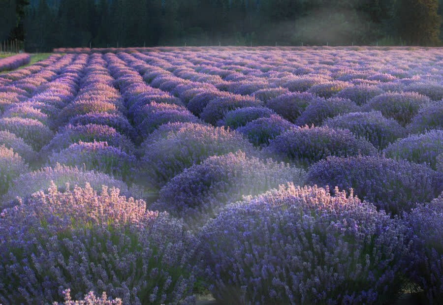 Gel DE Ducha Bouquet Flores S.S.