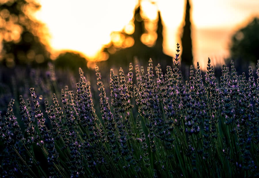 Lavadora Lavanda