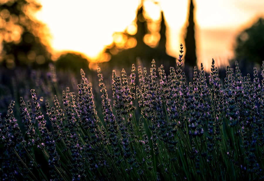 Lavadora Lilas