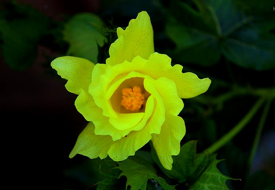 Suavizante Flor DE Loto