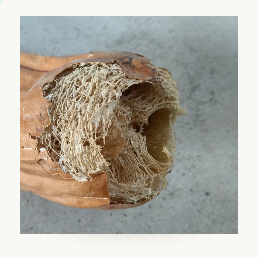 Esponja Cuadrada Vegetal